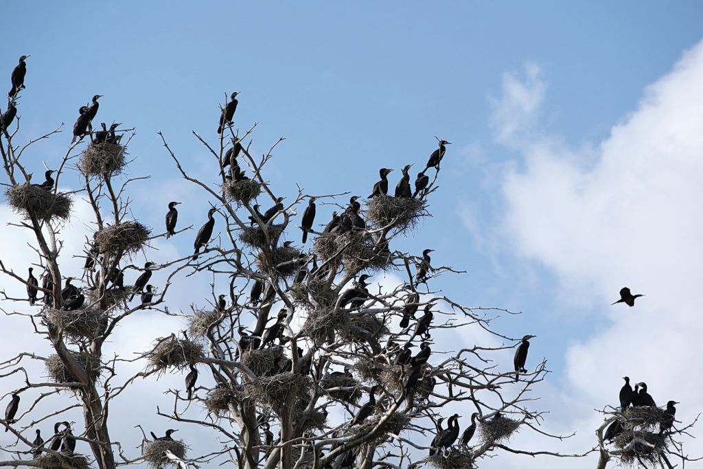 Cormorants in nests photo by Piotr Traczuk